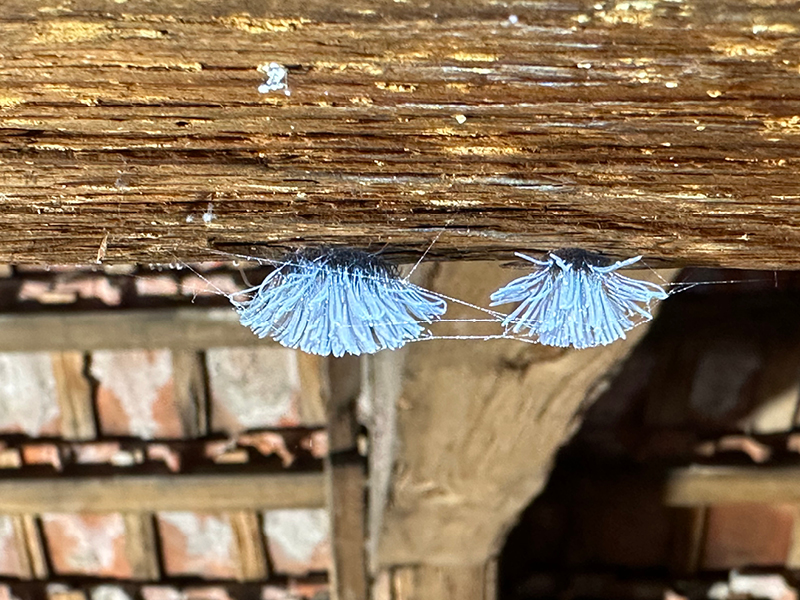 Fungi imperfecti Medusapilz an einer Dachkonstruktion mit Braunfäulemerkmalen, vermutlich holzzerstörender Pilz