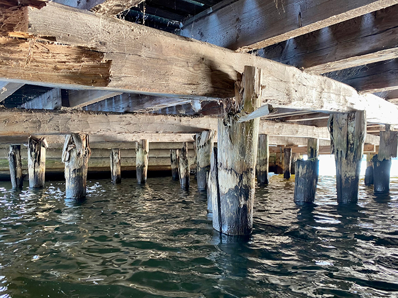 Rammpfahlgründung einer Holzbrücke mit mechanischen und pilzlichen Holzschäden, Holzart Kiefer, kesseldruckimprägniert