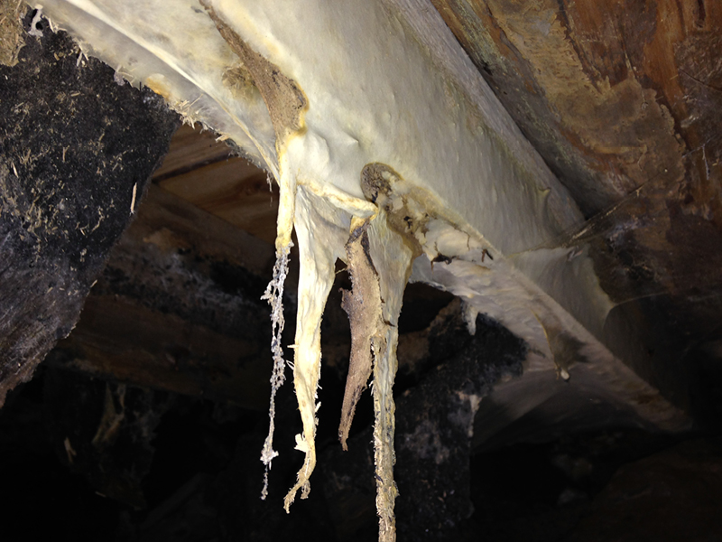 Massiver Befall durch den Wilden Hausschwamm an einem Deckenbalken