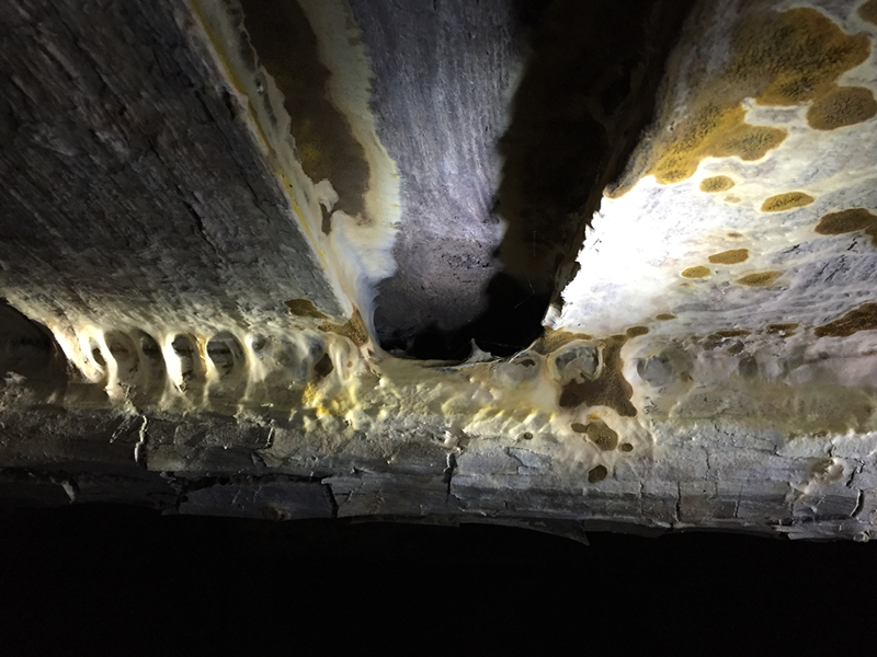 Durch den Wilden Hausschwamm geschädigte Boden- und Kriecherbalkendecke