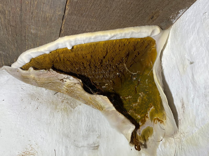 Fruchtkörper des echten Hausschwamms