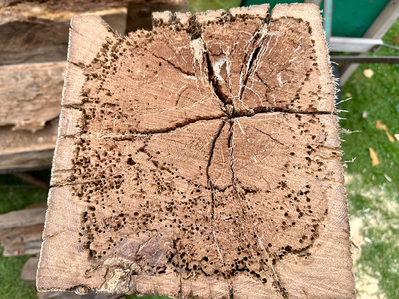 Durch Pilze und Faulholznagekäfer zerstörter 300 Jahre alter Eichenholzbalken