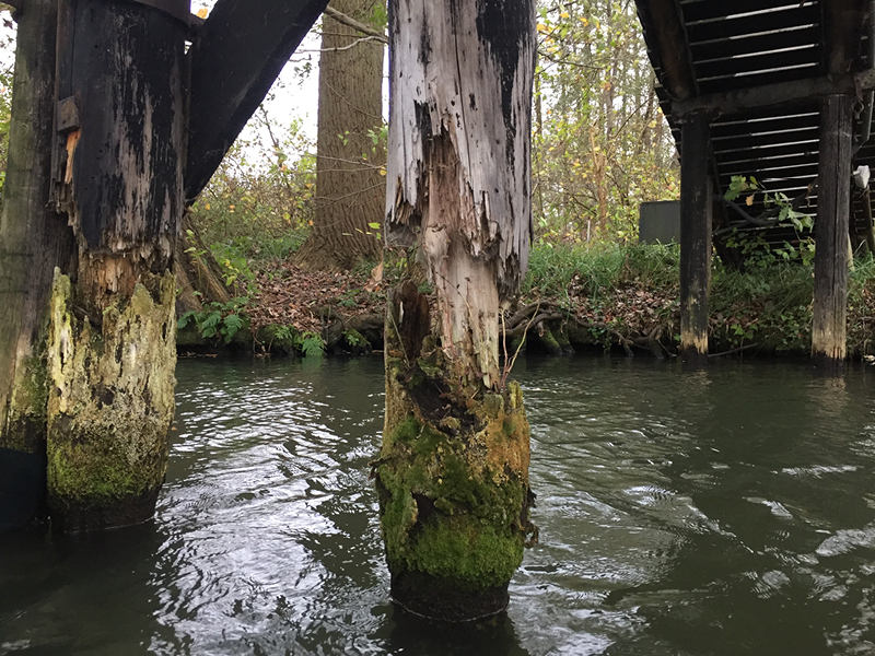 Schwer geschädigter Rammpfahl einer Holzbrücke aus Kiefernholz