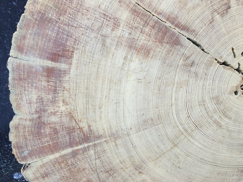 Baumscheibe eines 1000-jährigen Kiefernstamms aus Schweden mit engen Jahresringen