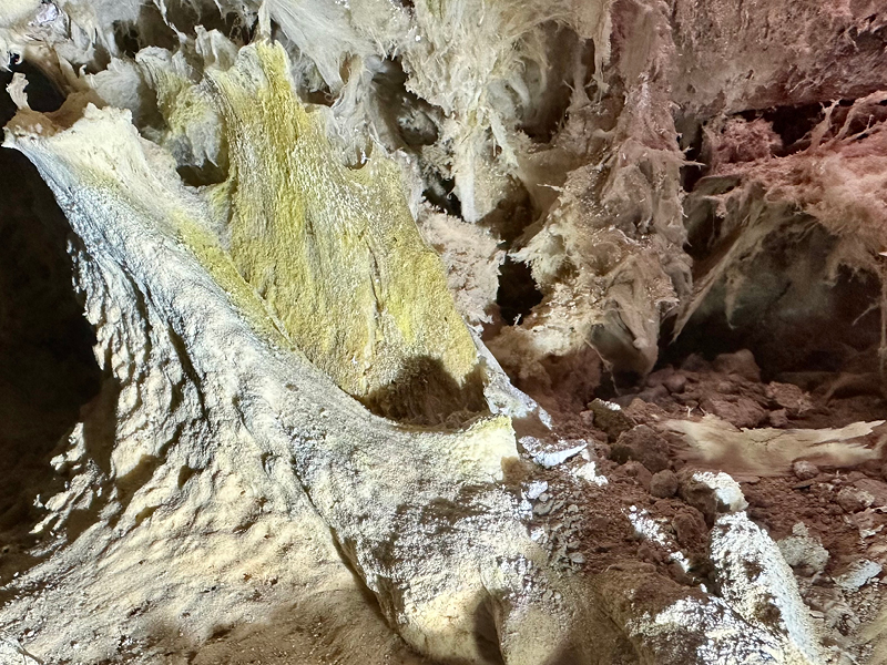 Oberflächenmyzel und Luftmyzel des echten Hausschwamms mit gelben Hemmungsflecken